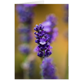 Cartão Fotografia da flor de lavanda