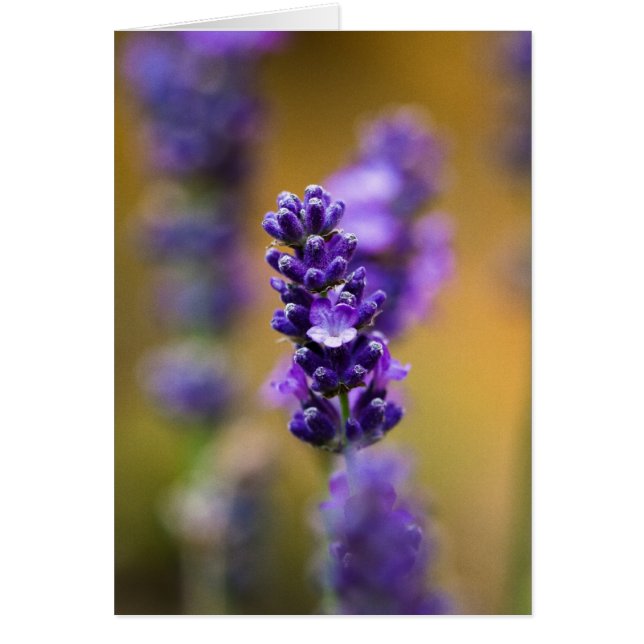 Cartão Fotografia da flor de lavanda (Frente)