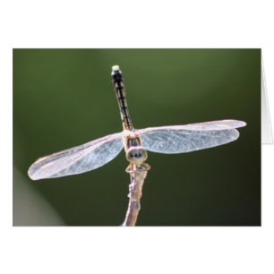 Cartão Fotografia da libélula do "Gossamer"