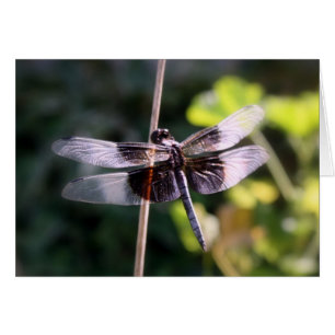 Cartão Fotografia da libélula do Skimmer da viúva
