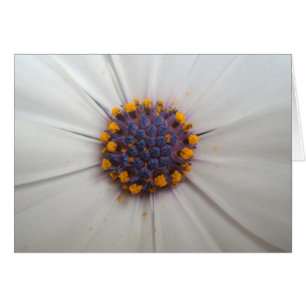 Cartão Fotografia da margarida africana