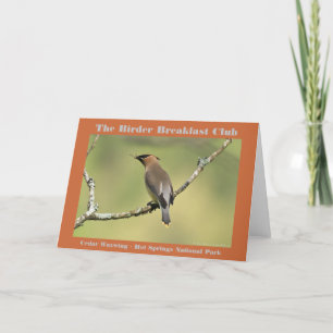 Cartão Fotografia da Natureza Birder Ampelozinho-cinzento