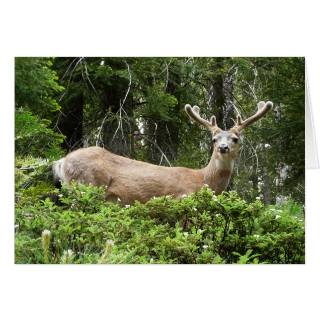 Cartão Fotografia da Natureza de Cervos em Yosemite (Frente Horizontal)