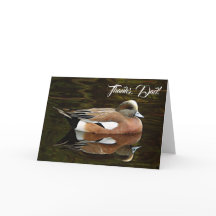 Fotografia da Natureza do American Wigeon no Dia d