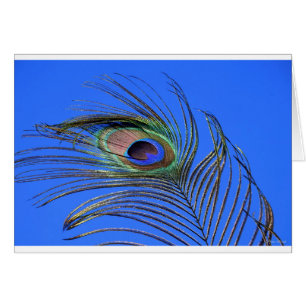 Cartão Fotografia da pena de peacock