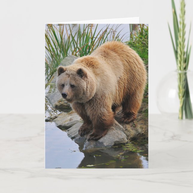 Cartão Fotografia de animais selvagens com urso grizzly (Frente)