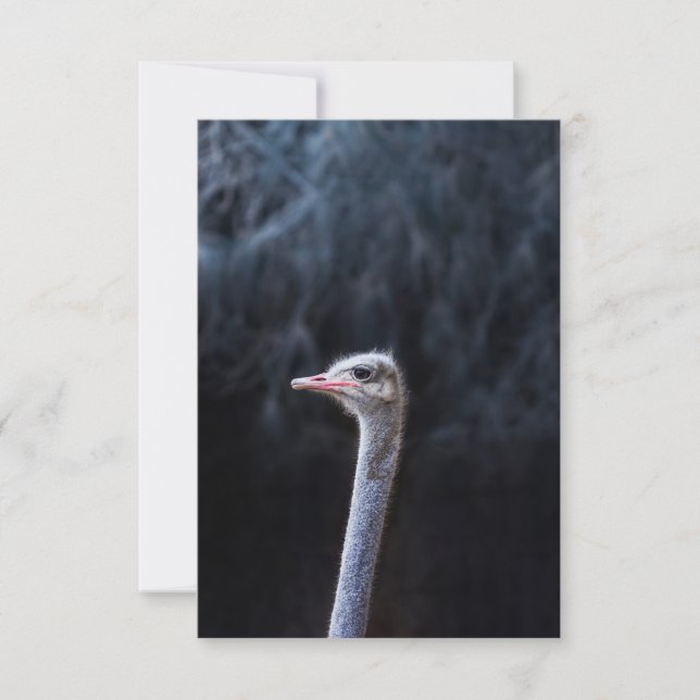 Cartão Fotografia de Avestruz (Frente)