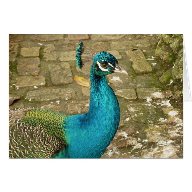 Cartão Fotografia de beleza Peacock (Frente Horizontal)