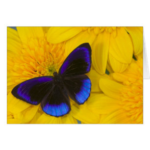 Cartão Fotografia de Borboleta
