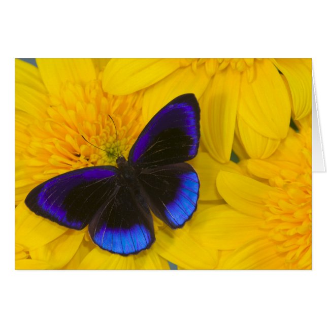 Cartão Fotografia de Borboleta (Frente Horizontal)