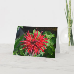 Cartão Fotografia de Flor de Jardim de Bálsamo de Abelha