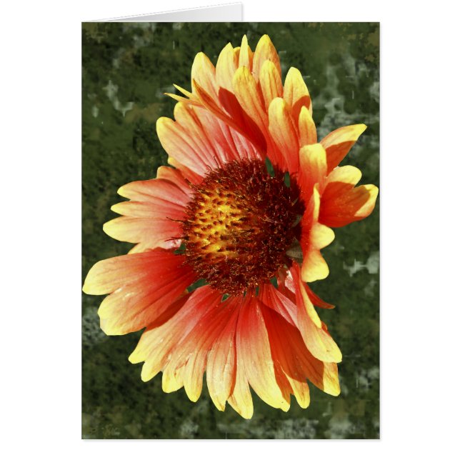 Cartão Fotografia de Gaillardia Banhada pelo Sol Dentro d (Frente)