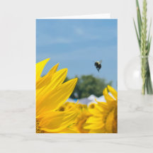 Fotografia de Girassol Abelheiro em Branco