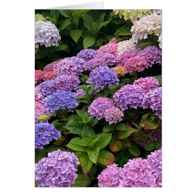 Cartão Fotografia de Hortênsia (Frente)