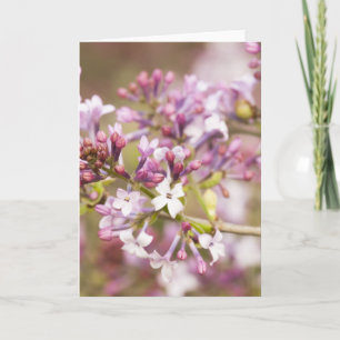 Cartão Fotografia de Primavera Lilac Blossoms