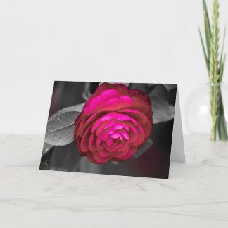 Cartão Fotografia de Rosy Camellia Lee Hiller