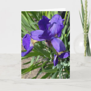 Cartão Fotografia de Saudação de Flor de Íris Roxa