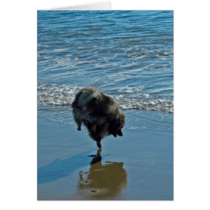 Cartão Fotografia do balé do Keeshond - arte original