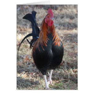 Cartão Fotografia do Game Rooster