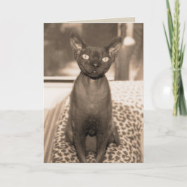 Cartão Fotografia do gato de Devon Rex do estilo do