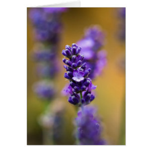 Cartão Fotografia do macro da flor da lavanda