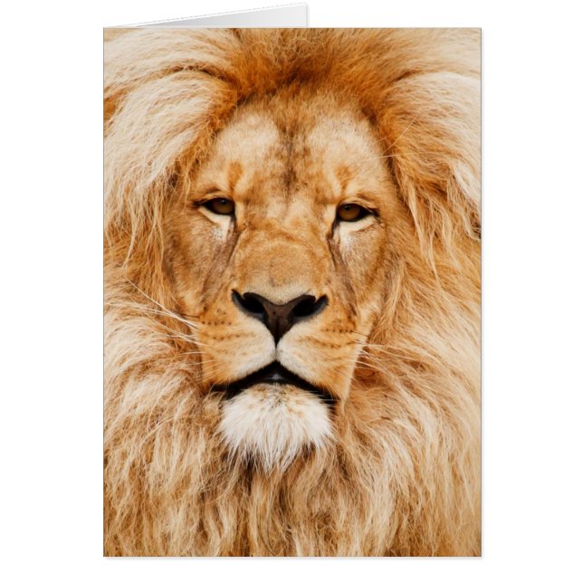 Cartão Fotografia do rosto leão (Frente)