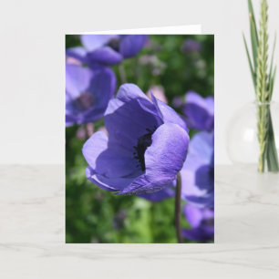Cartão Fotografia Floral de Anêmona Roxa Azul GC