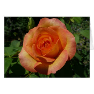 Cartão Fotografia Floral Laranja Peach Rosa