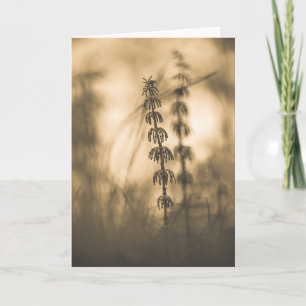 Cartão Fotografia Horsetail Sepia