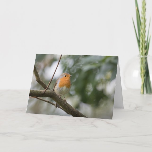 Cartão Fotografia Robin Nature (Frente)