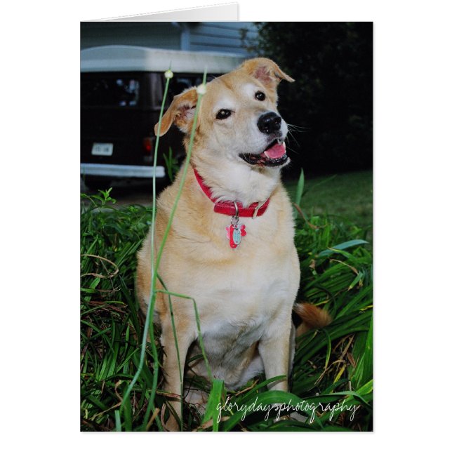 Cartão Fotografia suja, gloriosa (Frente)