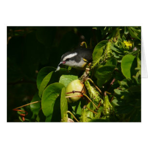 Cartão Fotografia tropical de alimentação de aves de Ba