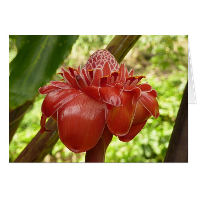 Cartão Fotografia Tropical do Flor Vermelho Torch Ginger (Frente Horizontal)