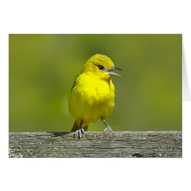 Cartão Fotom original do Papa-Figuras - Orchard Oriole (Frente Horizontal)