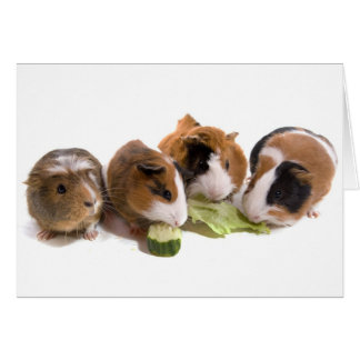 Cartão four guinea pigs who eat,