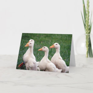 Cartão Four of a Kind, Ducklings