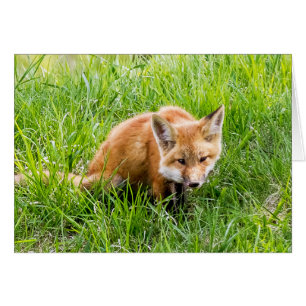 Cartão Fox Cub
