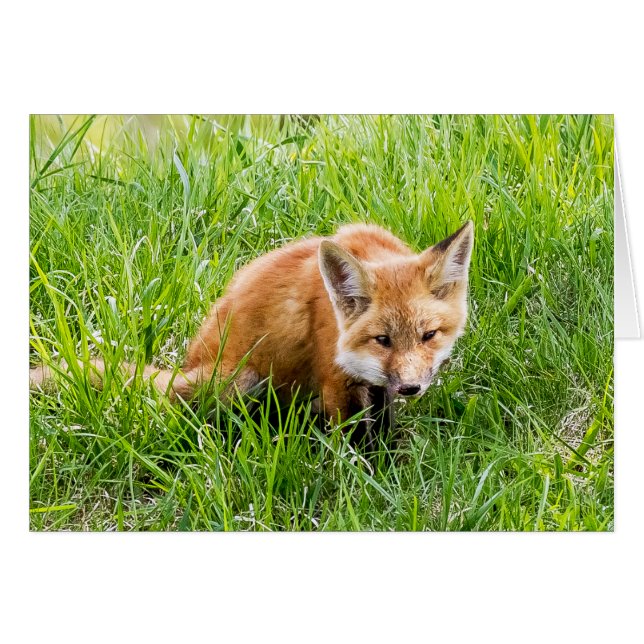 Cartão Fox Cub (Frente Horizontal)