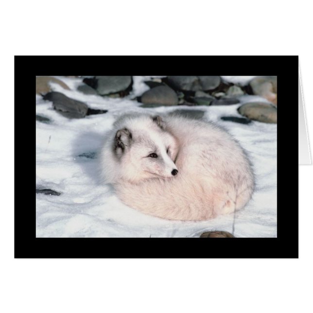 Cartão Fox da neve (Frente Horizontal)