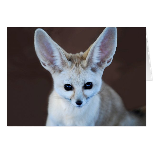 Cartão Fox Futest Fennec do Mundo (Frente Horizontal)