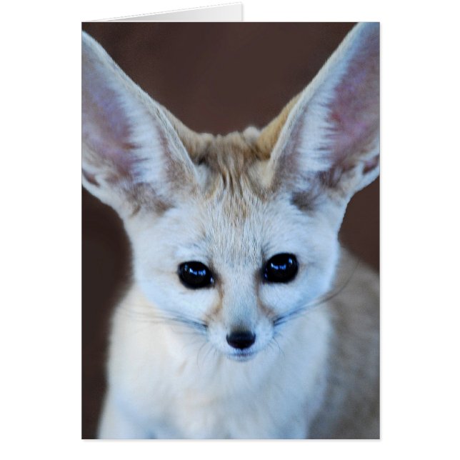 Cartão Fox Futest Fennec do Mundo (Frente)