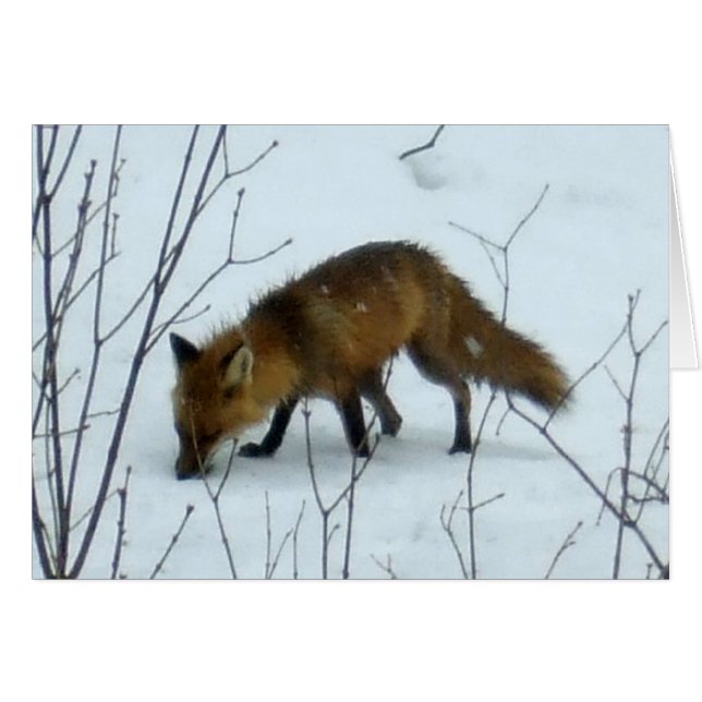 Cartão Fox in Snow - Placa de Vazio (Frente Horizontal)