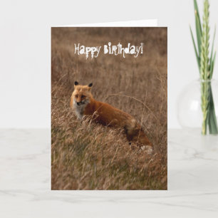 Cartão Fox in the Grass; Happy Birthday