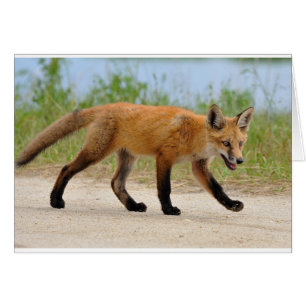 Cartão Fox no funcionamento