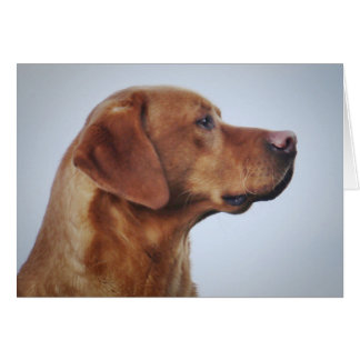 Cartão Fox Red Labrador Gundog