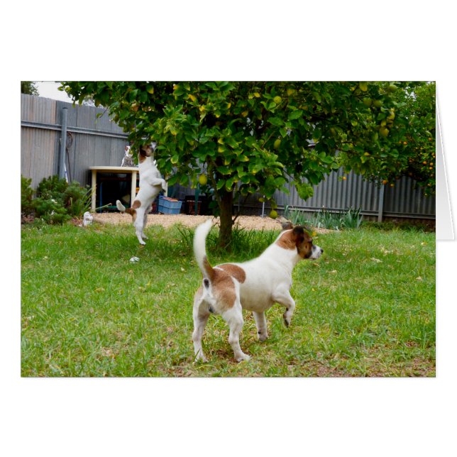 Cartão Fox Terriers Joga Tempo, (Frente horizontal)