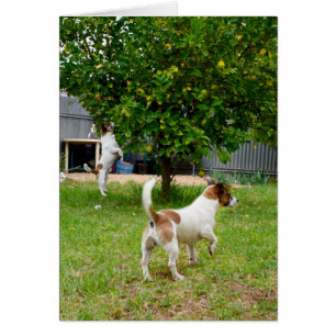 Cartão Fox Terriers Joga Tempo,