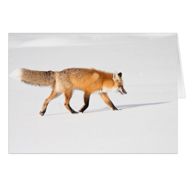 Cartão Fox vermelho (Frente Horizontal)