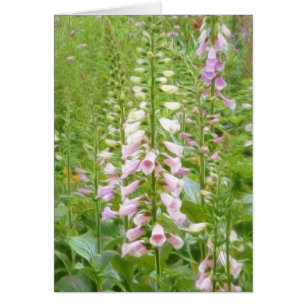 Cartão Foxglove alto - híbrido das maravalhas