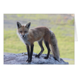 Cartão Foxy Momma